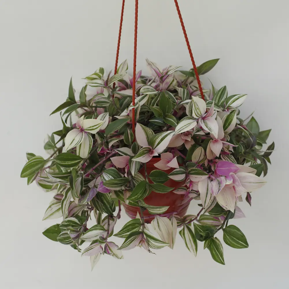 Santreyd Традесканция триколор в кашпо - розово-зеленый ампельный декор 89338383 STLM-0963589