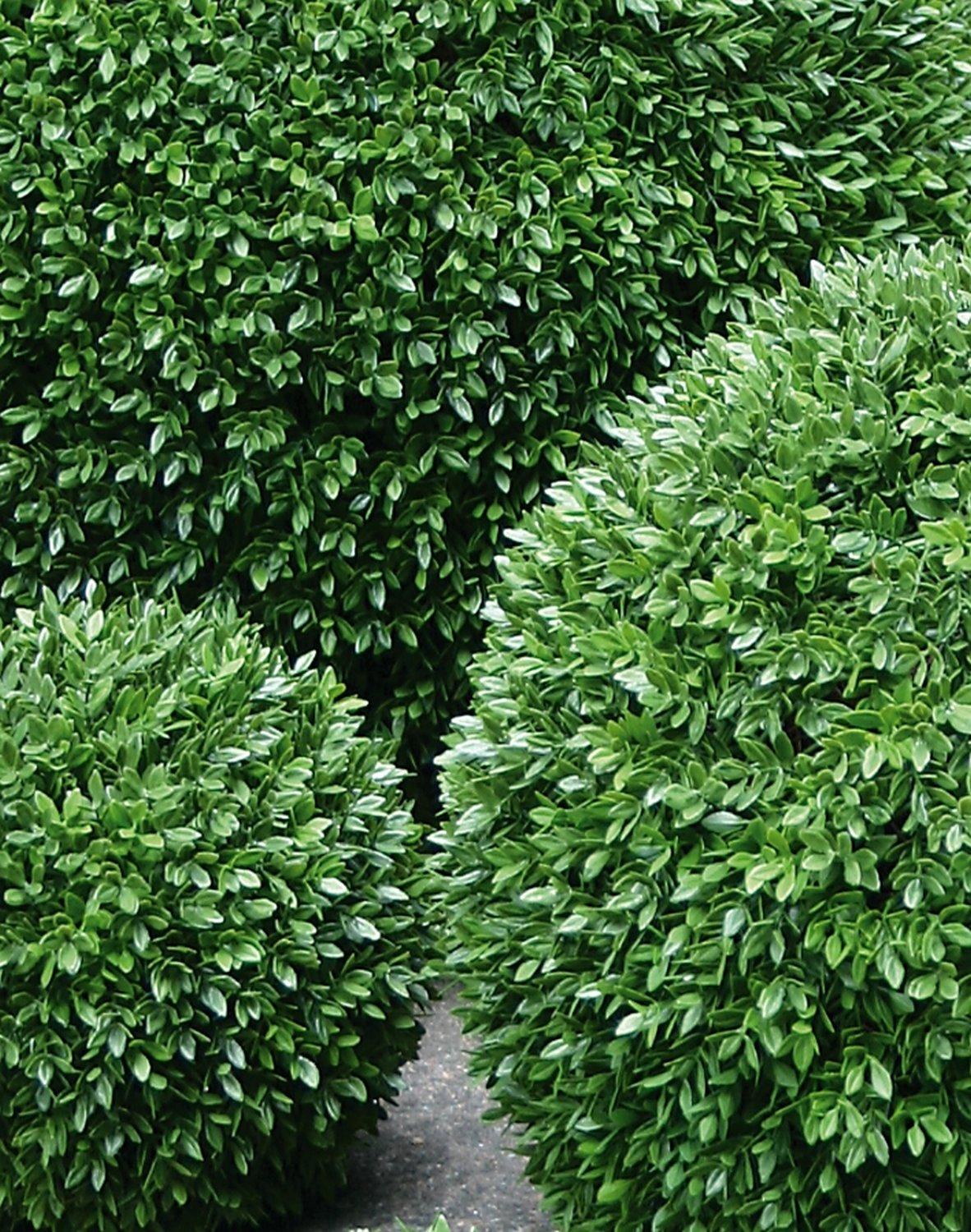 4977 883 a3 Мяч из искусственного самшита, синтетический материал, Ø 50 см, зеленый H-andreas 