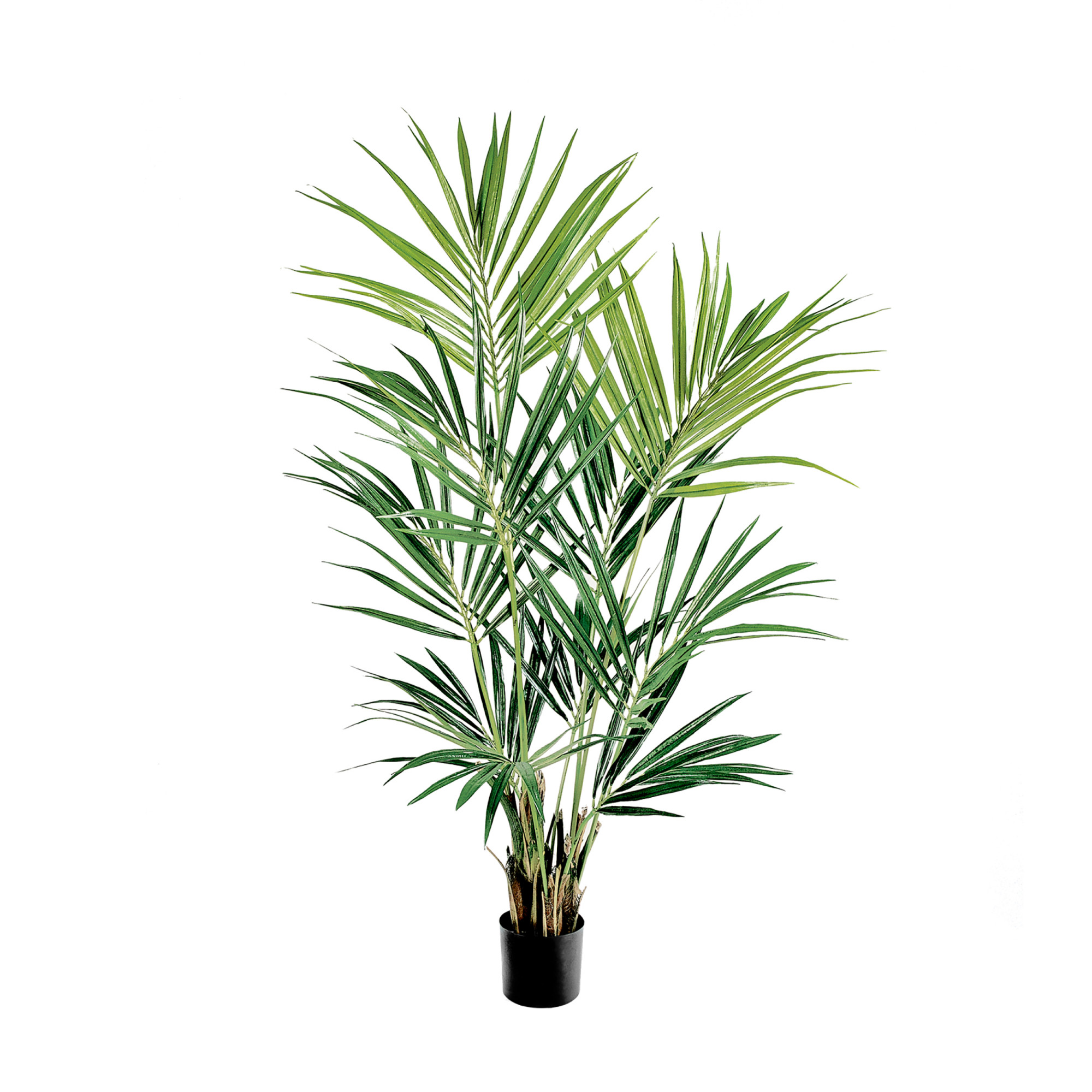 2000983174758 Пальма Кентия (Ховея) 170 см LINDDNA Santreyd 