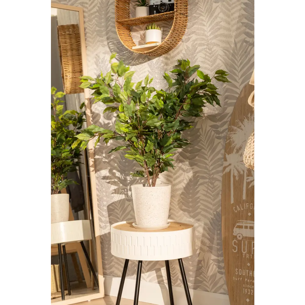 Фикус микс Santreyd - живое украшение интерьера D17 H65 82877336 STLM-0966766 - Вид №3