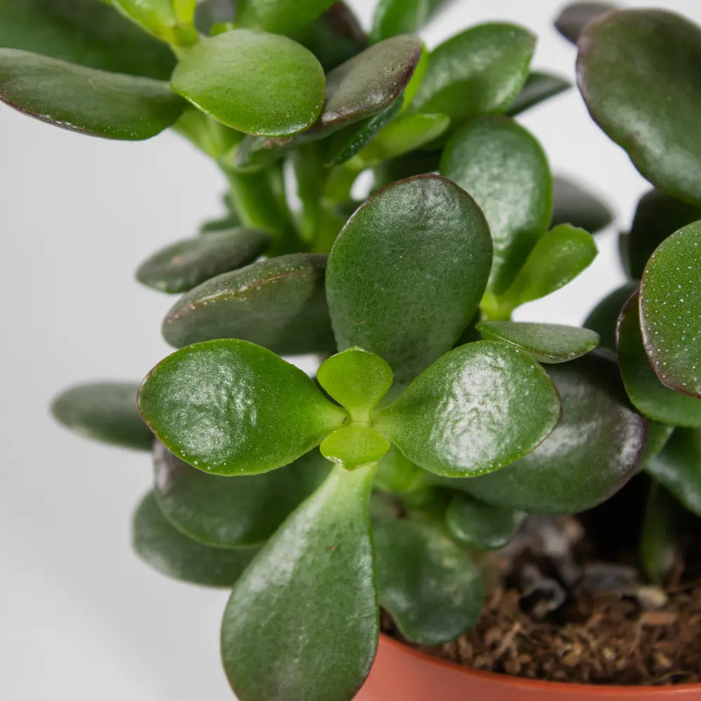 Крассула Santreyd — живое украшение интерьера с сочными листьями 85325015 STLM-0061565 - Вид №4