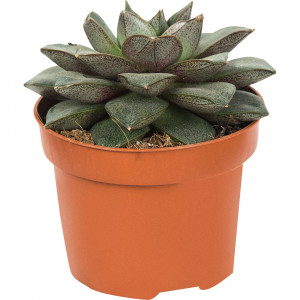 82929556 Эхеверия микс 10,5x15 см