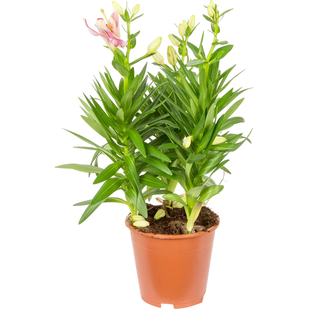 Лилия Сувенир от Santreyd - ароматный многолетник для сада и интерьера 14750494 STLM-1329185