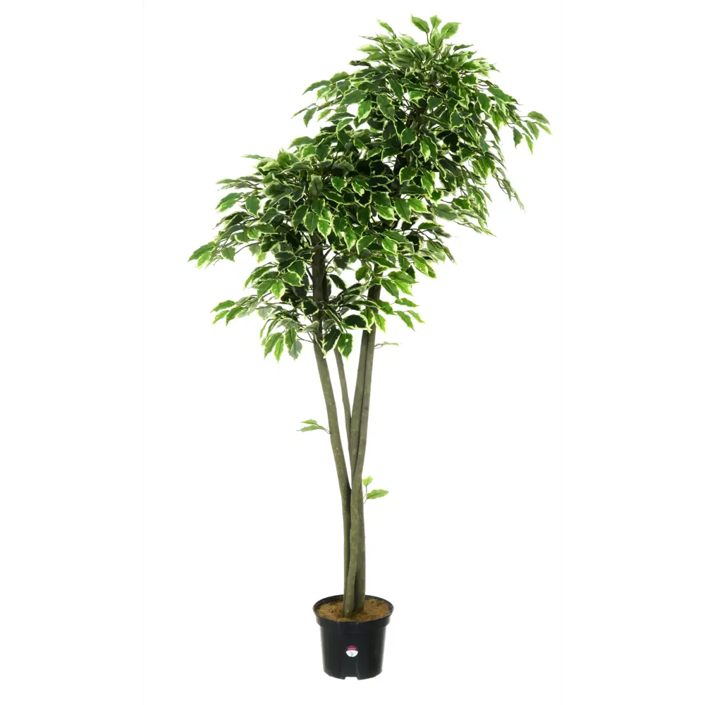 Фикус Наки Дуо Меланж ø21 h160 см Santreyd STLM-2114540 - Вид №2