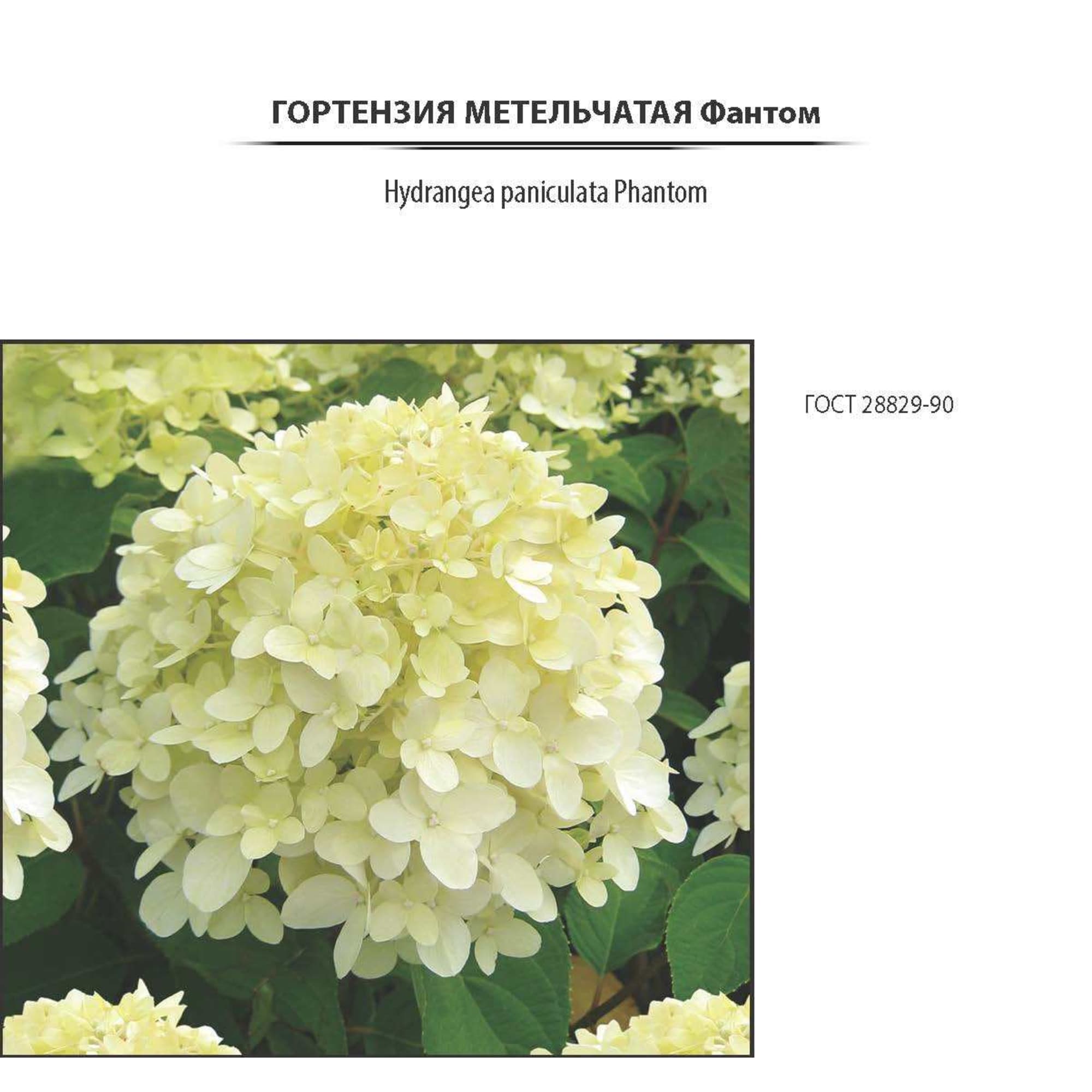 18016174 Гортензия Фантом метельчатая, цвет белый/розовый Santreyd  - Вид №1