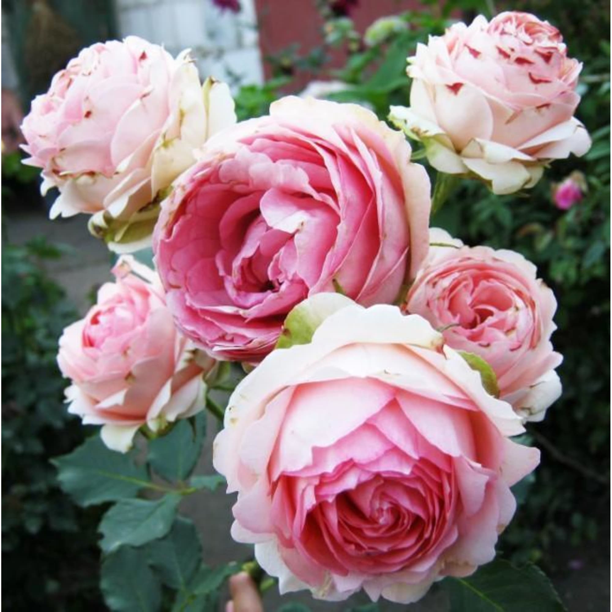 82594792 Роза чайно-гибридная «Ферст Леди» 15x30 см Santreyd  - Вид №2