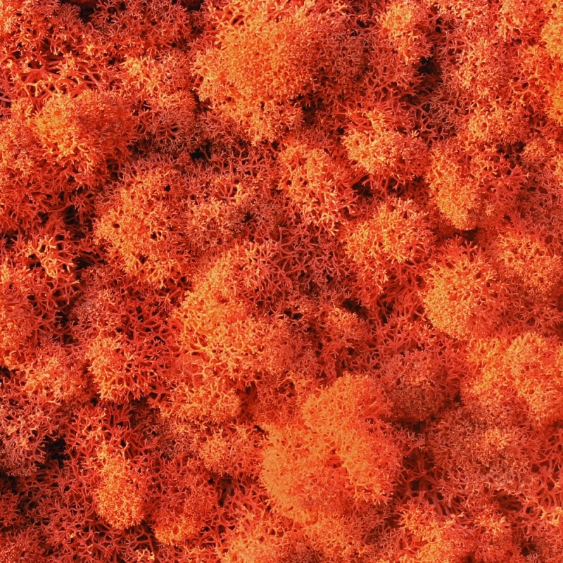 VER001 Лишайник Adriani e Rossi 01 Мох светло-зеленый  - Вид №16