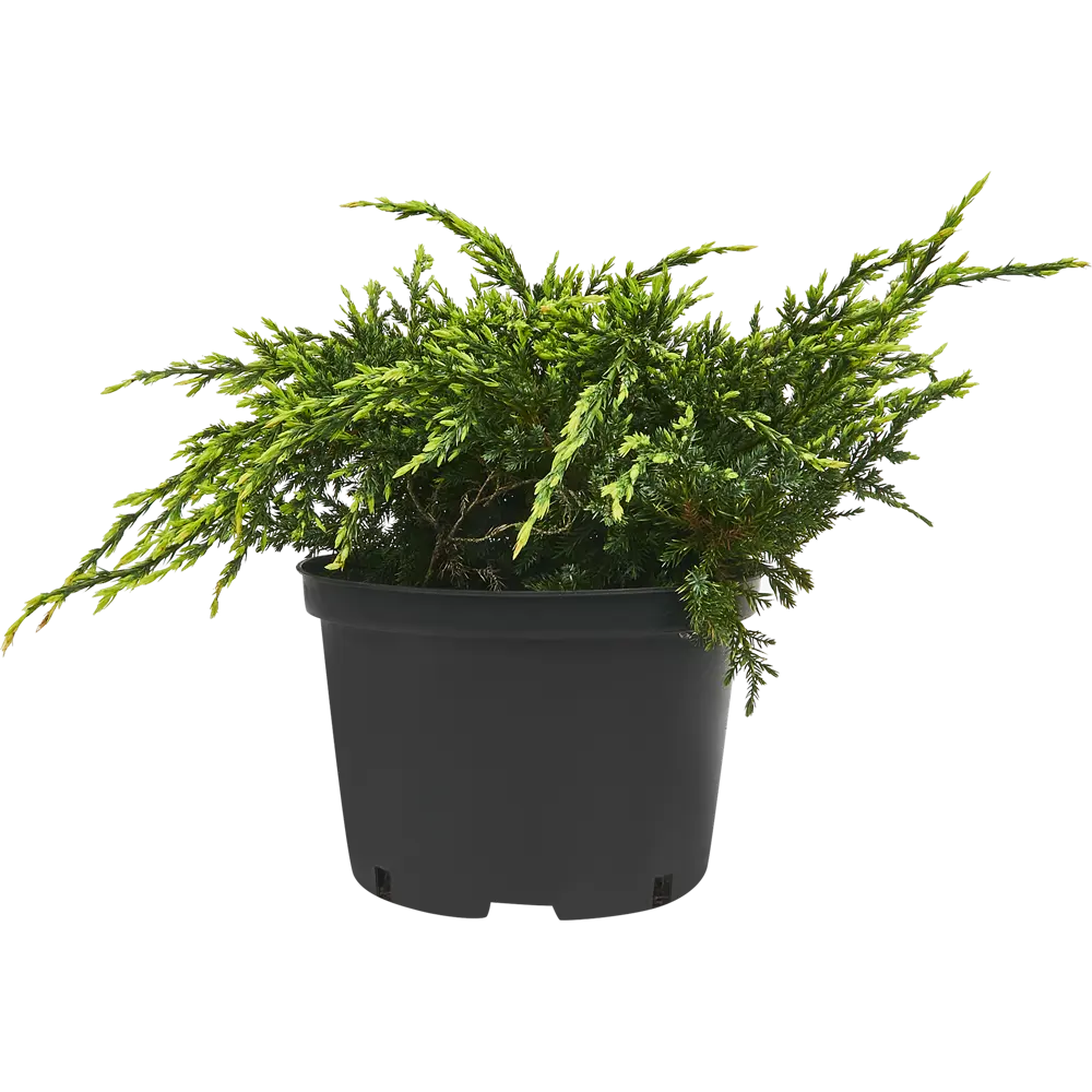 PLANTMARKET Можжевельник Холгер - вечнозеленый кустарник с серебристо-золотой хвоей 84406463 STLM-1585206 - Вид №1