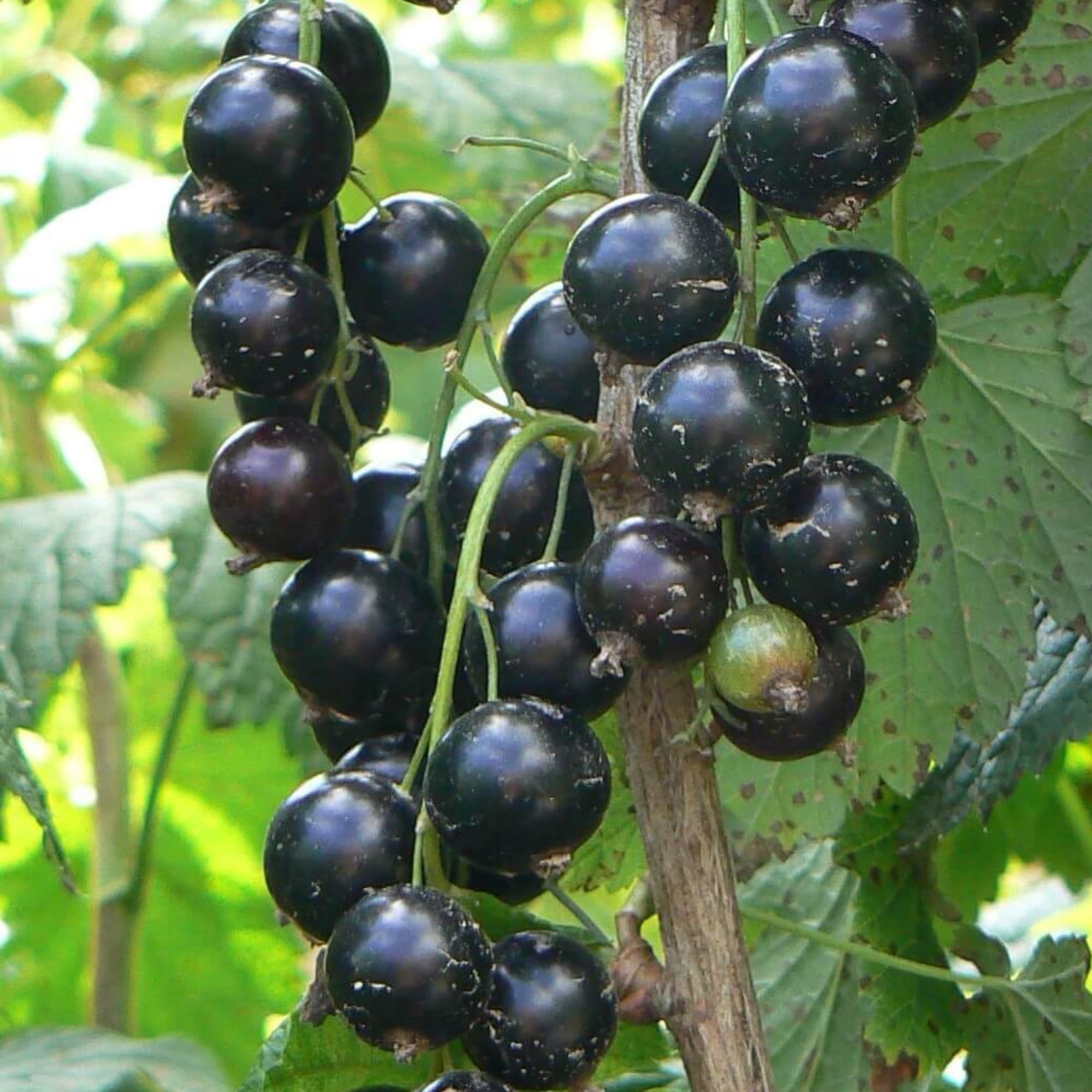 81954945 Смородина чёрная С2 «Селеченская» h40 Santreyd  - Вид №2