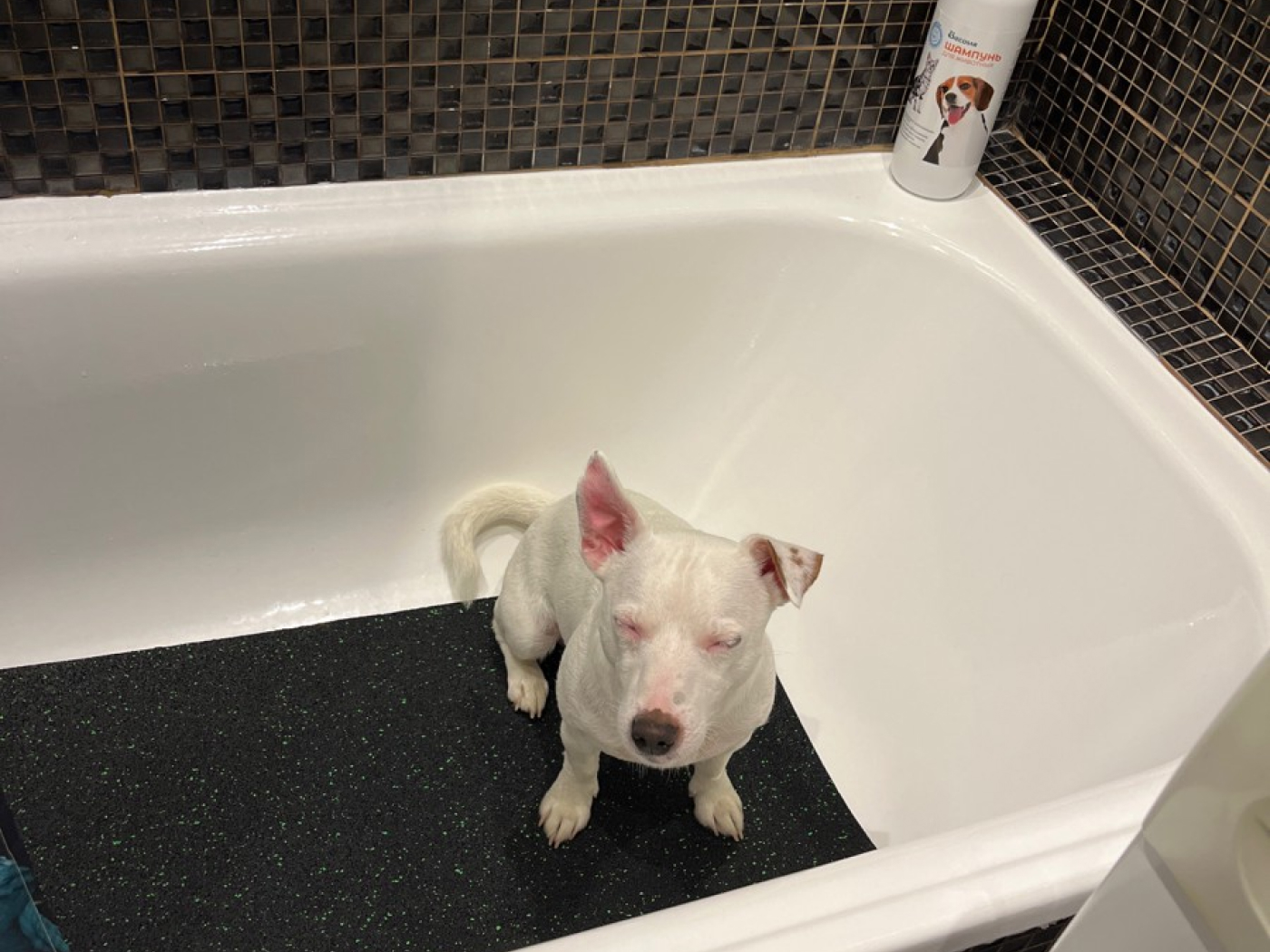 8.4.4.ADW.Bg Коврик для мытья собак Alegria dog washer  - Вид №4