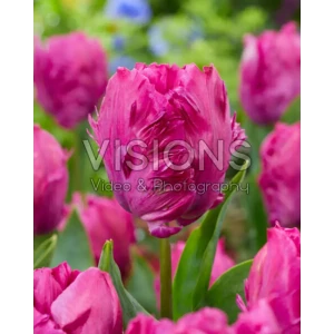 Тюльпан попугайный Пэррот Принц - луковицы 3 шт с экзотическими цветами 89376772