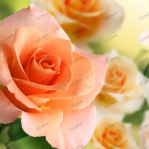 A1-056 Фотообои DIVINO Collection A 1.47х2 м A1056