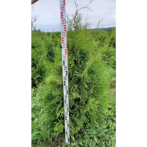 Туя западная «Брабант» 41x130 см