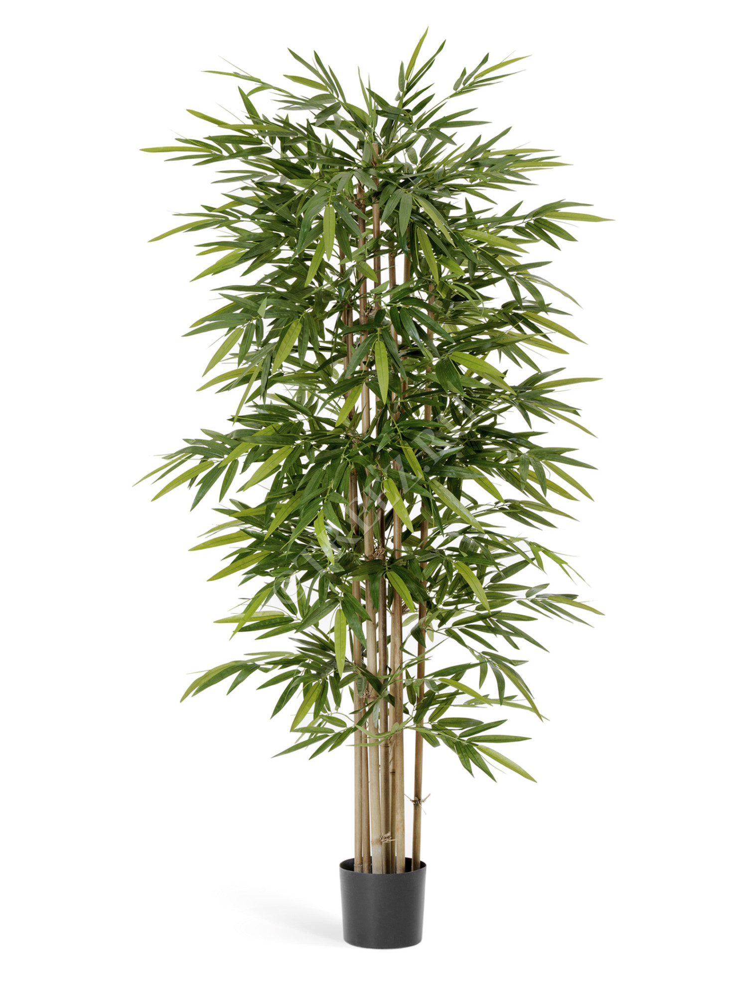 10.34608N Бамбук Новый Цветочная коллекция 