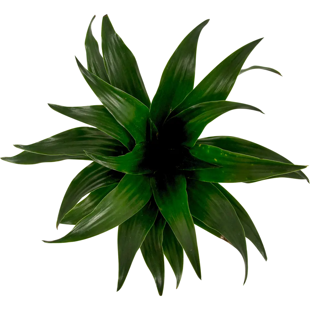 Santreyd Плант микс - декоративное растение для дома и офиса 14750574 STLM-0005094 - Вид №1