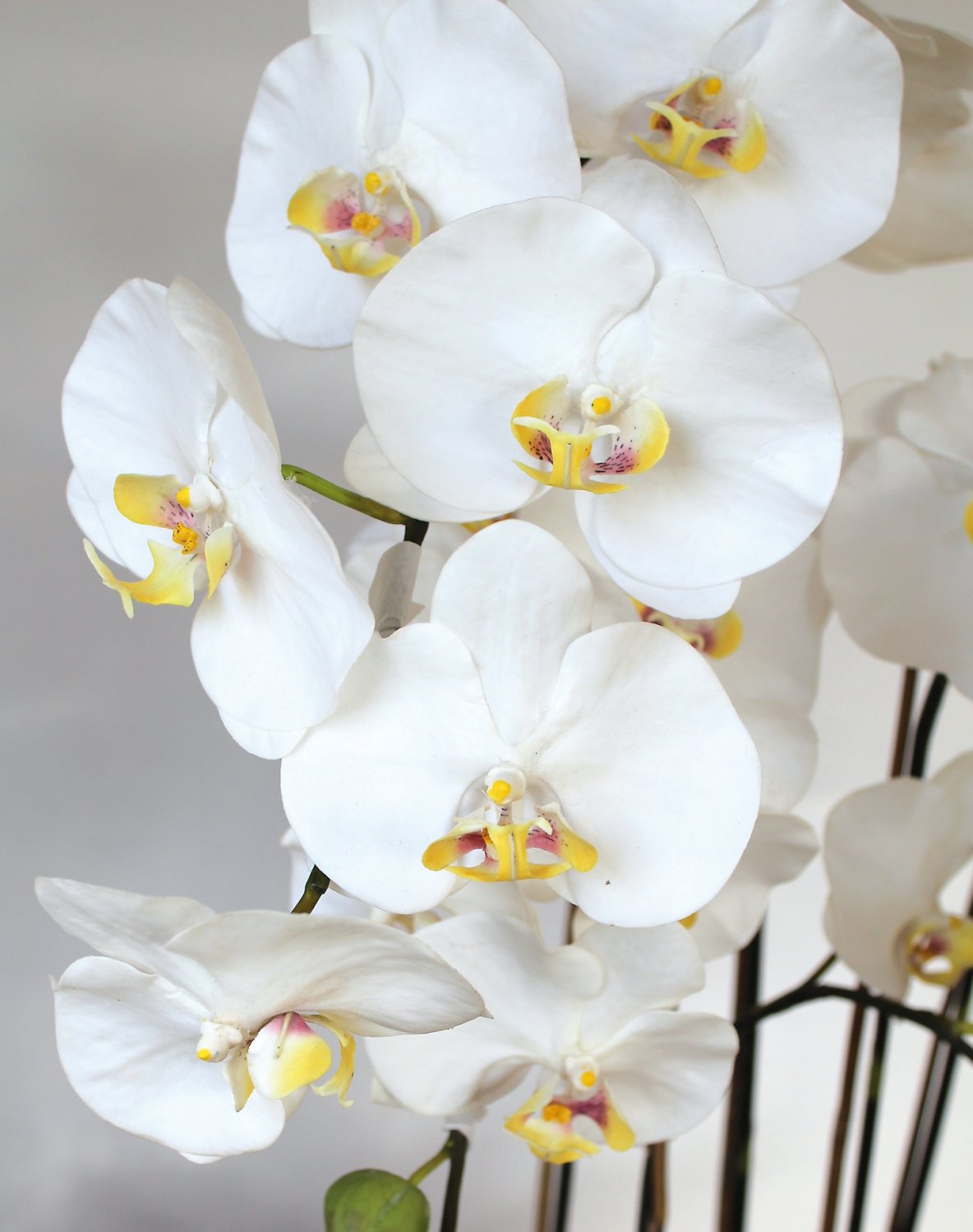 2840 778 a3 Пластиковая орхидея Phalaenopsis, 6-кратная, горшечная, 155 см, real touch, бежево-белая H-andreas  - Вид №8