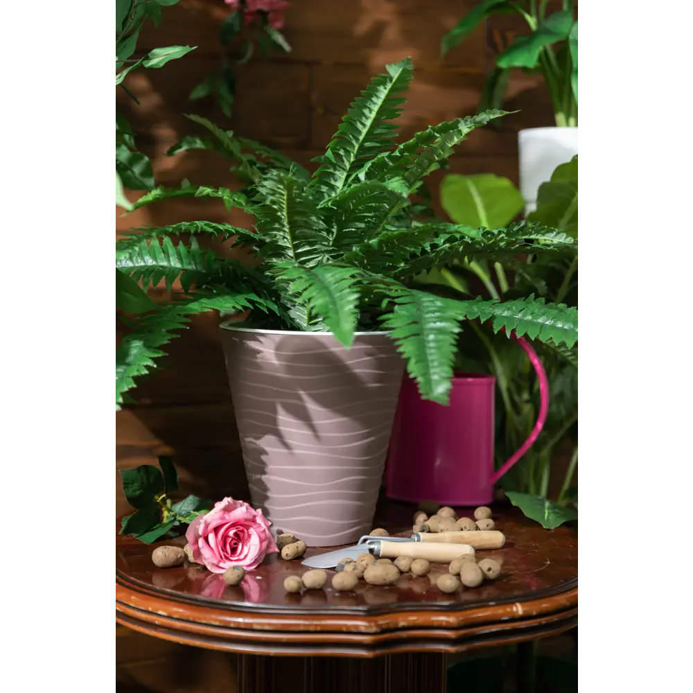 Папоротник Нефролепис Santreyd - изящное украшение интерьера 82560382 STLM-0029925 - Вид №3