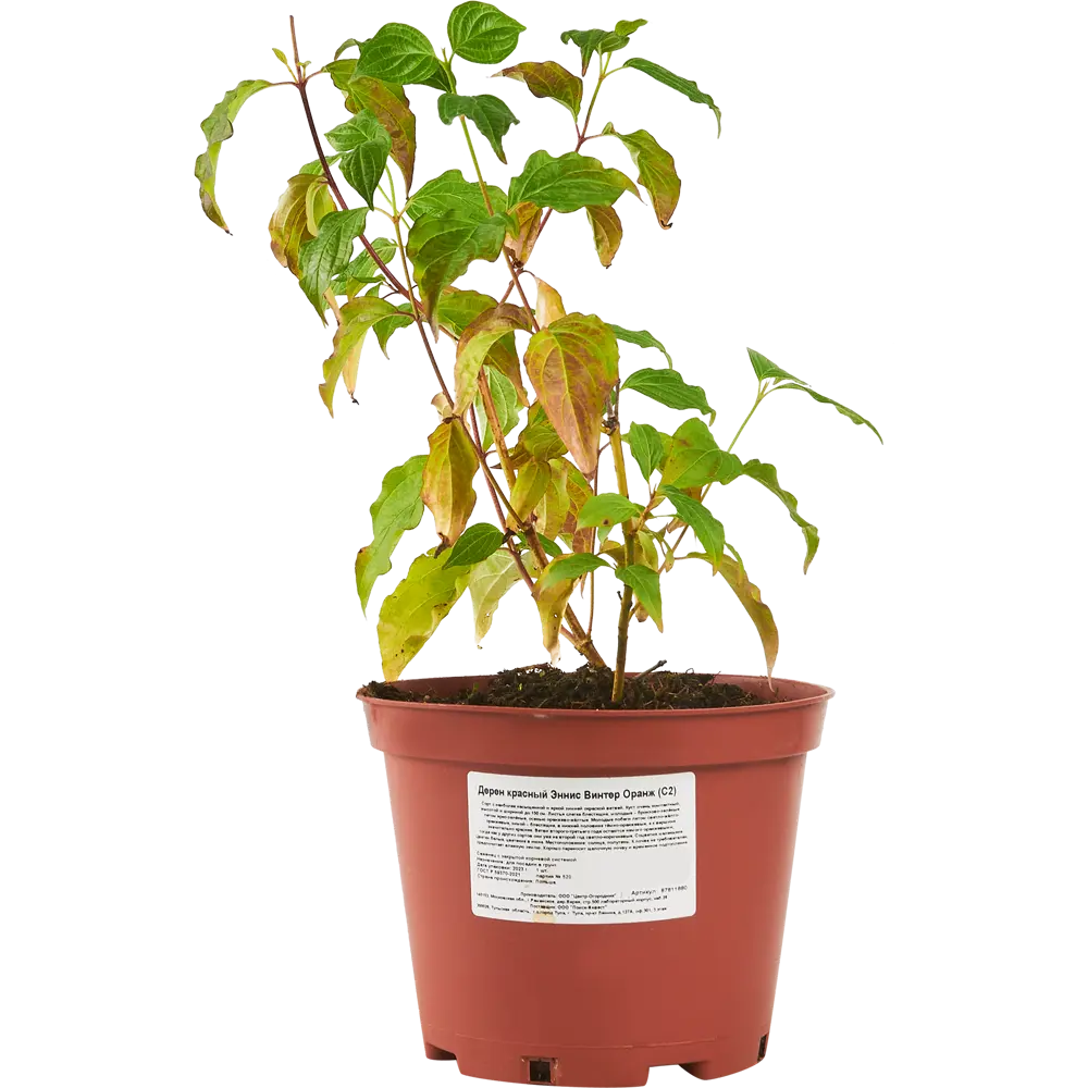 Santreyd Дёрен кроваво-красный - декоративный кустарник для живой изгороди 87811880 STLM-0075779