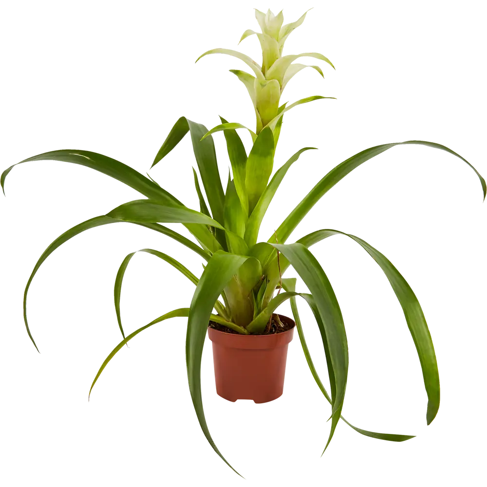 Santreyd Бромелия — экзотическое украшение интерьера 85324978 STLM-0061537 - Вид №2