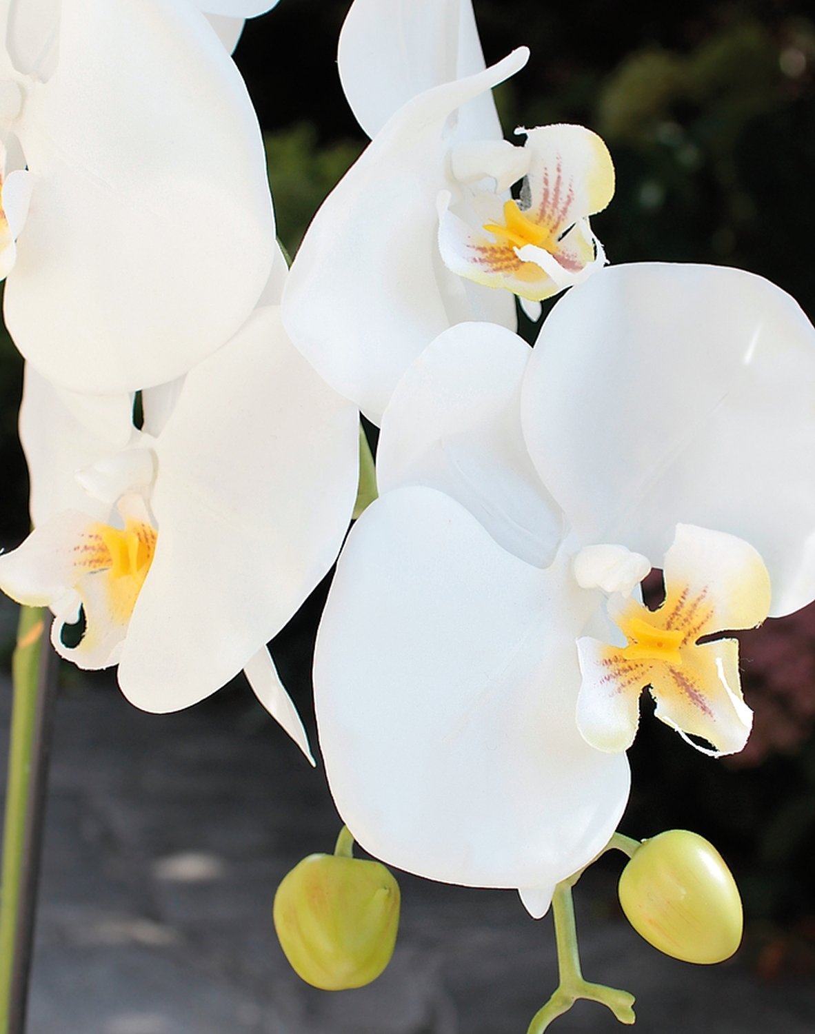 2604 778 a3 Искусственная орхидея Phalaenopsis, 2-х кратная, в керамическом горшке, 100 см, real touch, бежево-белая H-andreas  - Вид №10