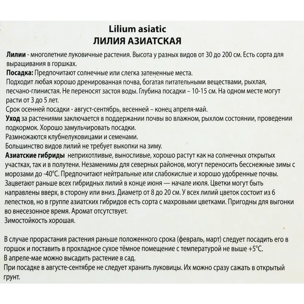 Santreyd Лилия Блэк Аут - насыщенно-красные азиатские гибриды для сада 82118708 STLM-0953740 - Вид №2