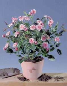 5005 510 a3 Шелковая роза кустовая, 26 цветов, 18 бутон, 40 см, розовая H-andreas