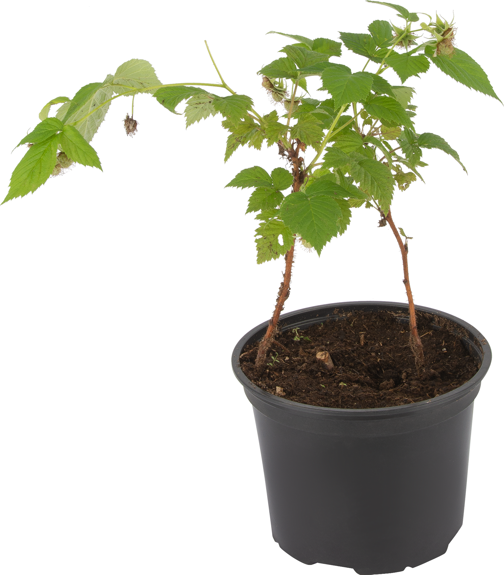 Саженец малины Santreyd - традиционные сорта в контейнере V2-3л 17897395 STLM-0008950 - Вид №1