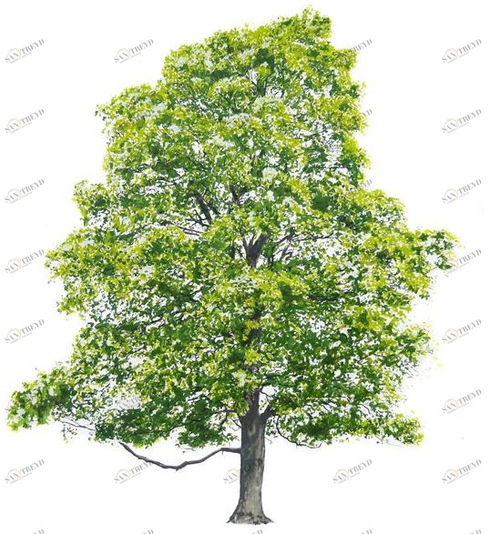 Magis Картина sun-id-1451362