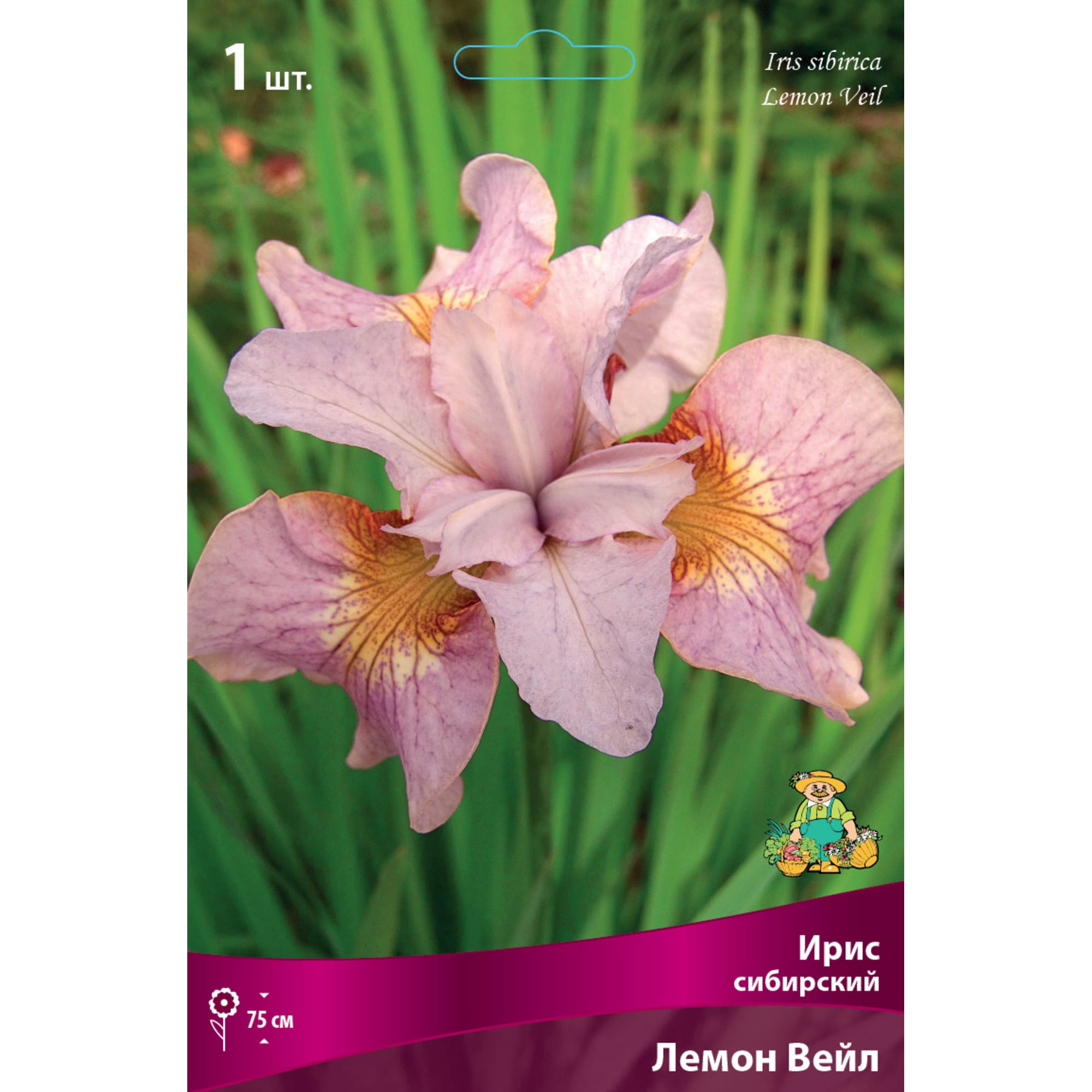 82662336 Ирис сибирский «Лемон Вейл» разбор I Santreyd 