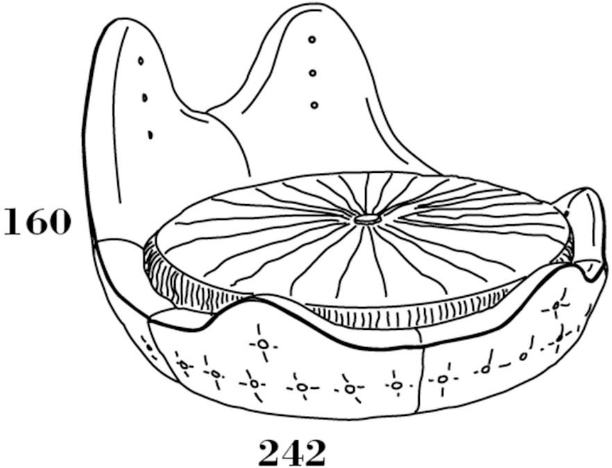 Caroti Круглая кровать с тафтинговым изголовьем sun-id-1509660 - Вид №4
