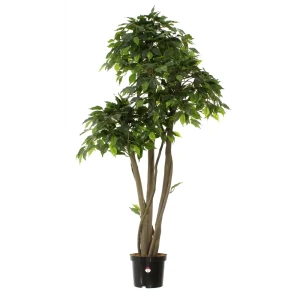 Фикус Элиот Лайт ø21 h150 см