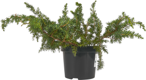 84834049 Можжевельник прибрежный Шлагер ø15 h45 см STLM-0055830 PLANTMARKET