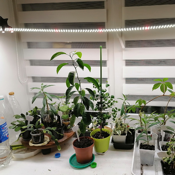 3363 2.8.с Комфорт 5000K - Рассада, Зелень, Микрозелень. Длина 120 см LAB.Space  - Вид №3