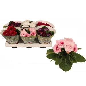 Глоксиния Соната микс - цветущее комнатное растение ø13 см 89434610