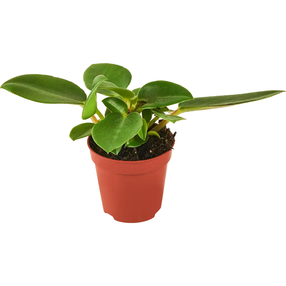 Пеперомия микс Santreyd - комнатное растение с декоративными листьями 87819657 STLM-1394845