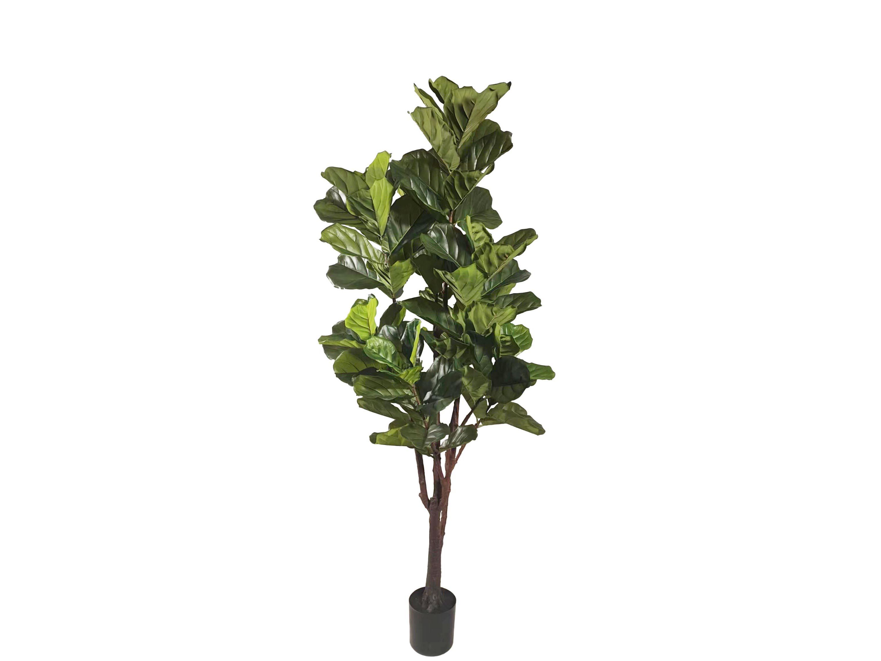 Искусственное растение BIZZOTTO FICUS LYRATA H220 ARCH-00068383 - Вид №1
