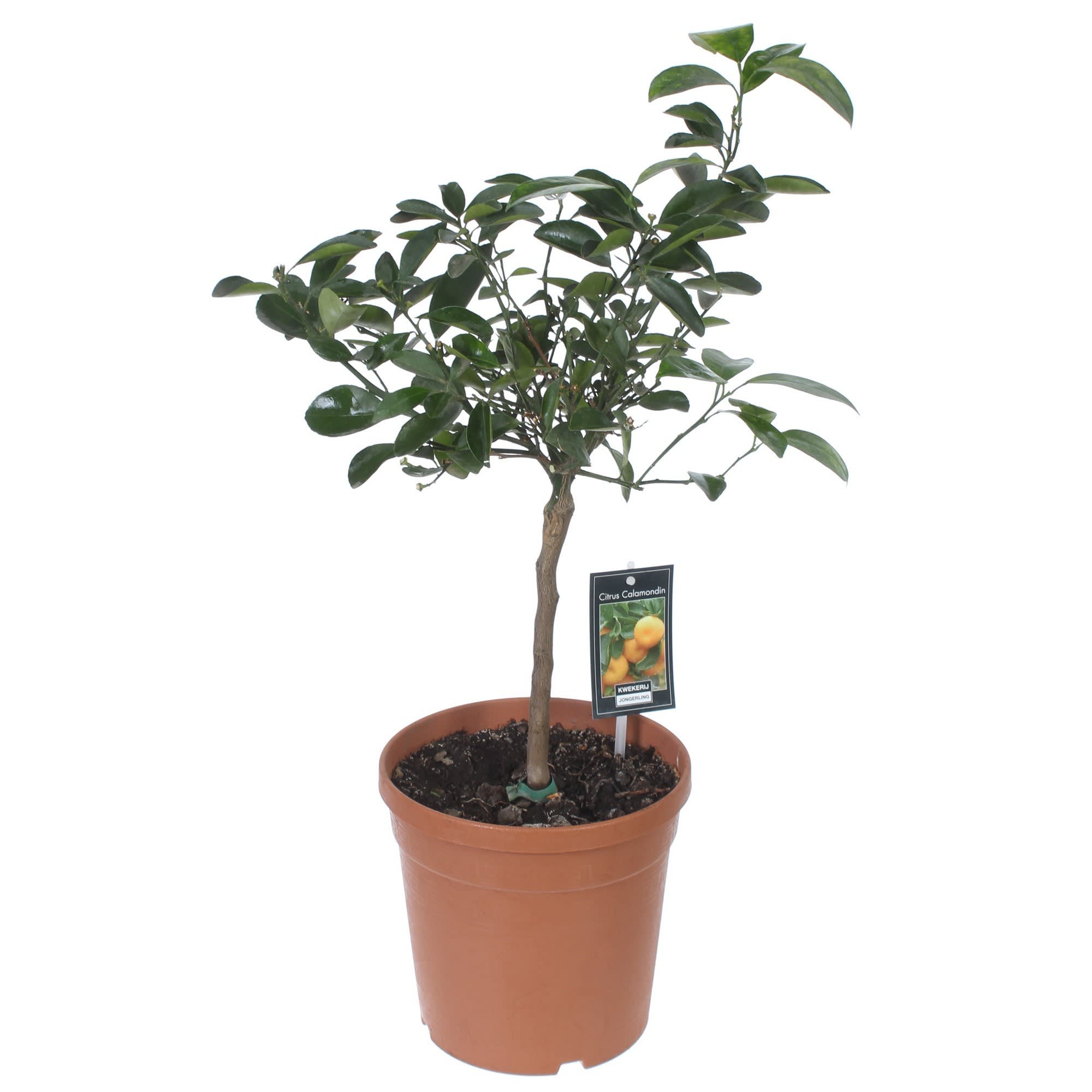 81959334 Цитрофартунелла «Микрокарпа» Santreyd 