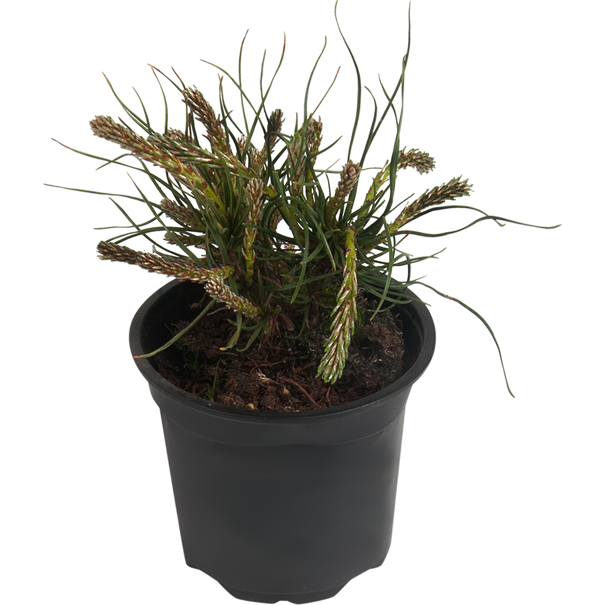 82601668 Сосна горная «Мугус» 9x15 см Santreyd 