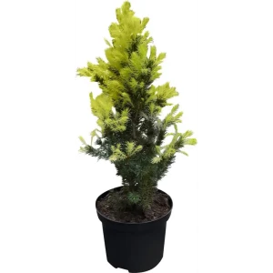 PLANTMARKET Ель сизая Перфекта - хвойный солитер с голубоватой хвоей 84834208