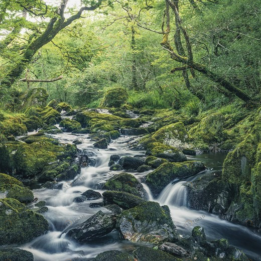 SH056-VD4-Green-Tales Фотообои Komar Stefan Hefele 2.5х4 м SH056VD4GREENTALES