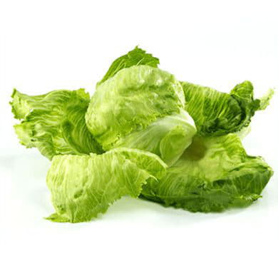 Салат Айсберг Santreyd 1889 - Вид №1