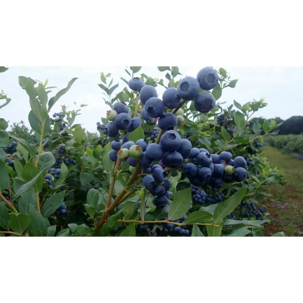 Голубика садовая Патриот ø13 h20 см PLANTMARKET STLM-2105779