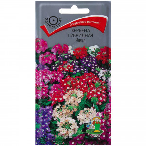 17229565 Вербена гибридная «Идеал»