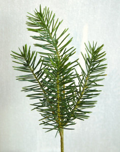 1750 883 a2 Искусственная пихта Нордмана, 25 см, зеленая H-andreas