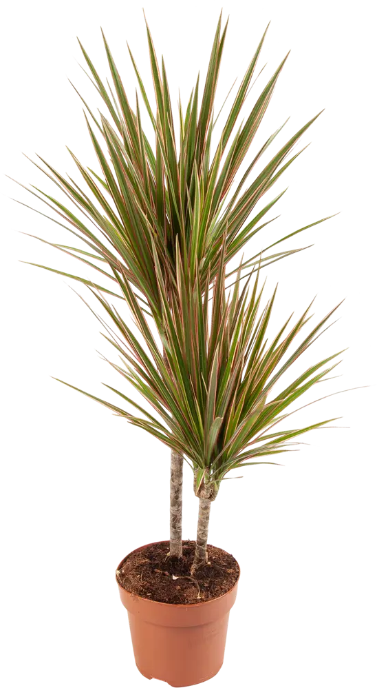 Santreyd Драцена маргината — элегантное комнатное растение с воздухоочищающими свойствами 82578922