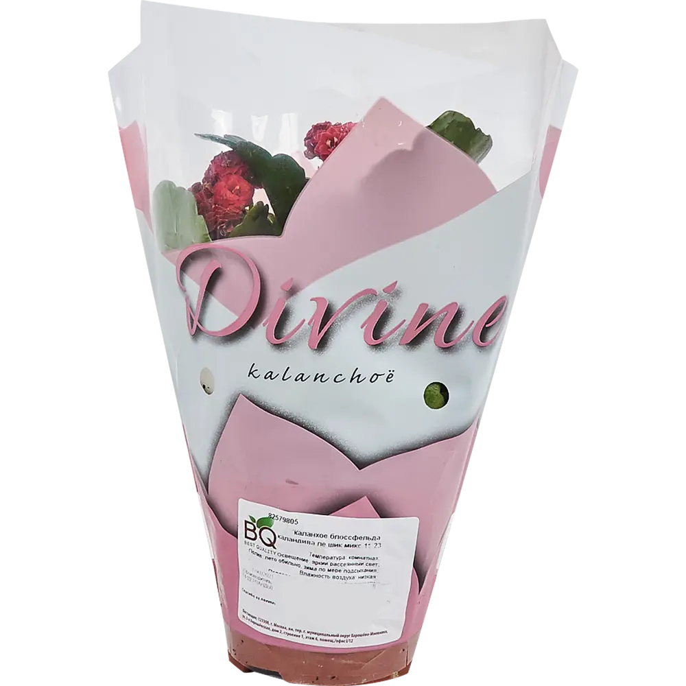 Santreyd Каланхоэ Каландива Ле Шик - цветущий суккулент с лечебными свойствами 82579805 STLM-0030533 - Вид №3