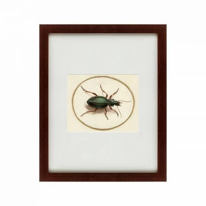 Литография на тонированной бумаге 42х52 см Beetle, 1700 КАРТИНЫ В КВАРТИРУ  135751 Белый;коричневый;разноцветный