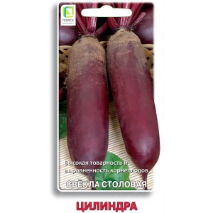 Семена овощей Поиск свекла столовая Цилиндра