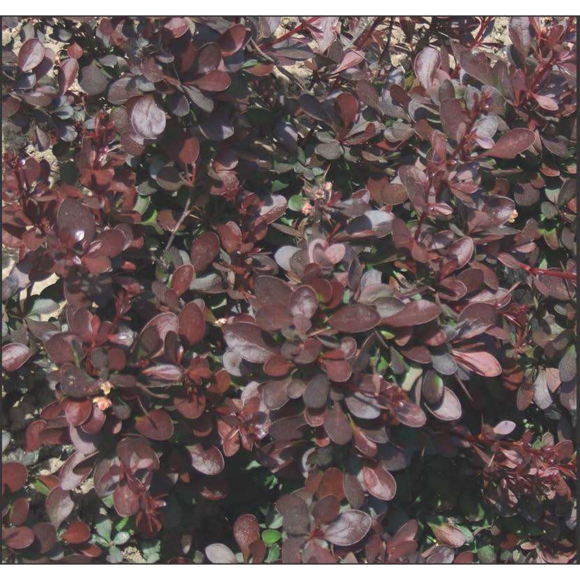 81968693 Барбарис Тунберга «Атропурпуреа Нана», контейнер 2 л Santreyd 