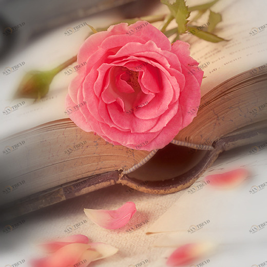 C1-246 Фотообои DIVINO Collection C 2.7х2 м C1246